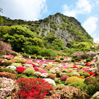 花节 - 杜鹃花、大紫藤、春枫