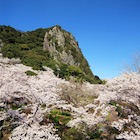 Flower Festival - Cherry blossoms